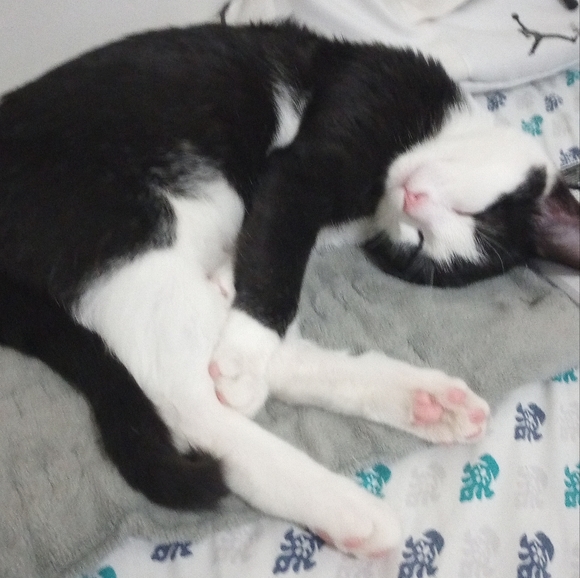 Meet your Posher, Jose - Picture 2 of 3